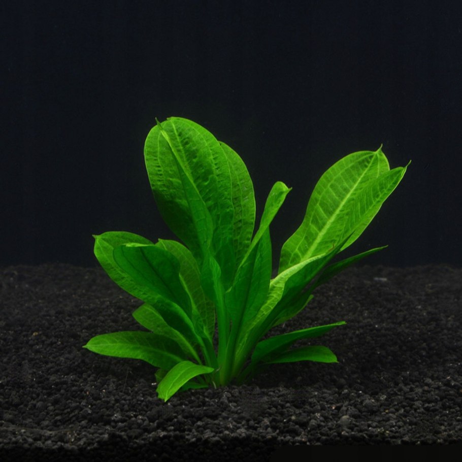 Эхинодорус длинностебельный