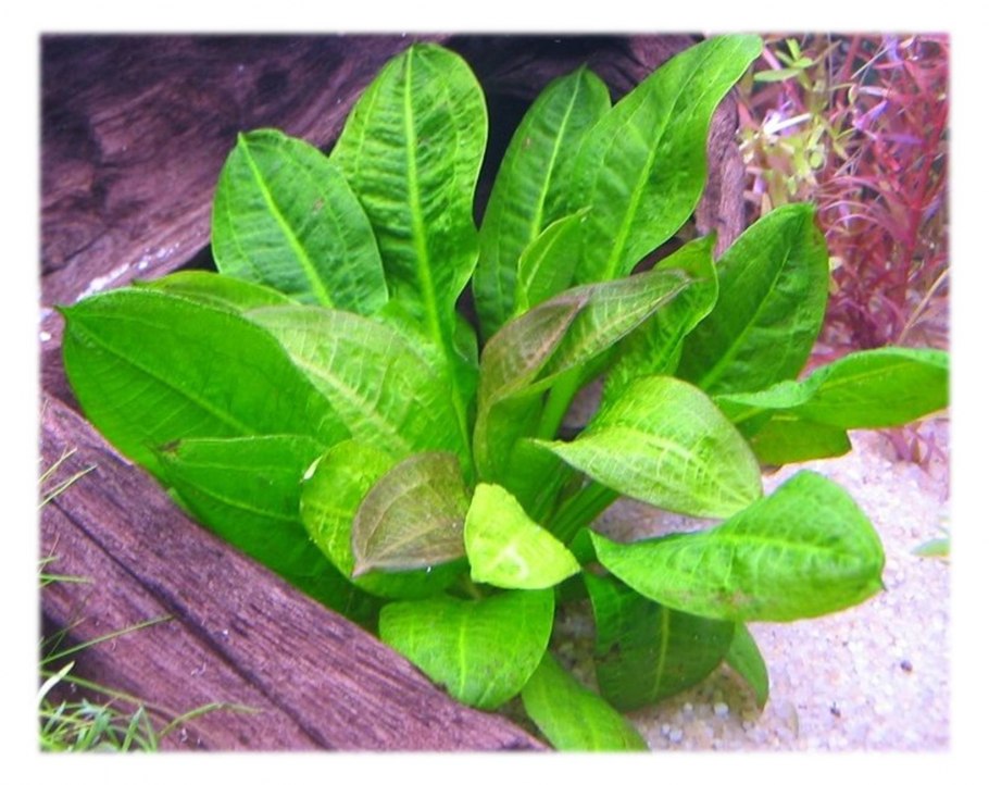 Эхинодорус квадрикостатус