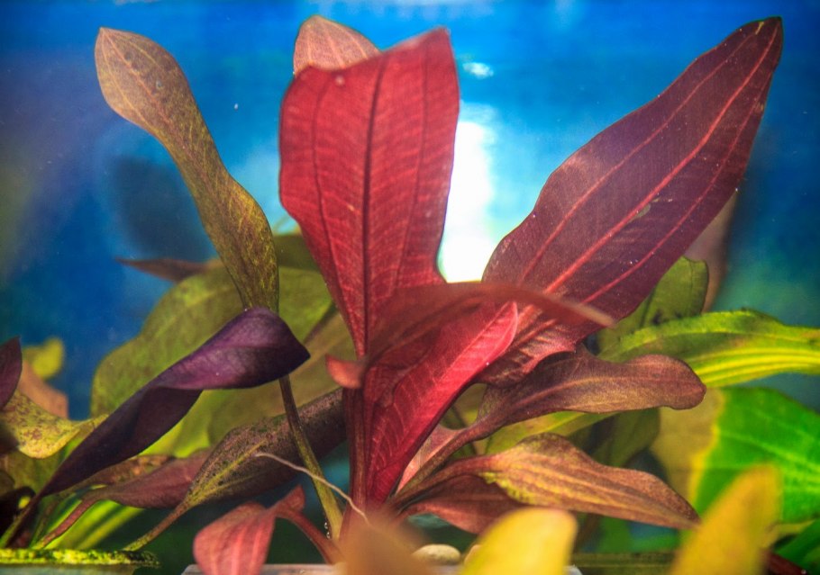 Эхинодорус уругвайский