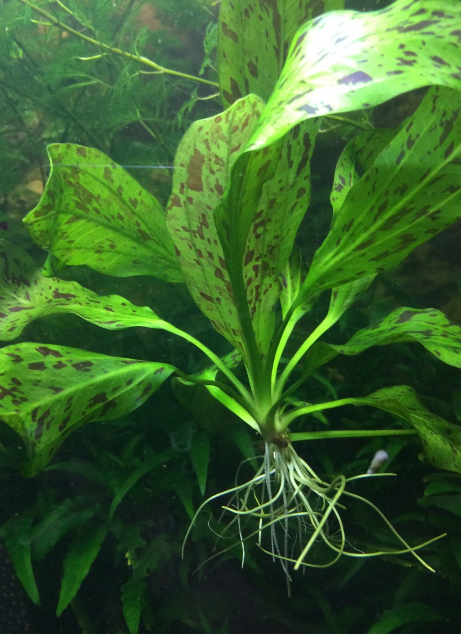 Эхинодорус амазонский (Echinodorus amazonicus)