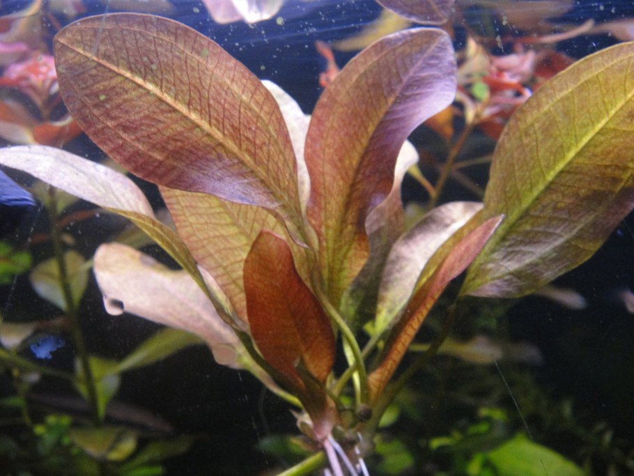 Эхинодорус Габриэли