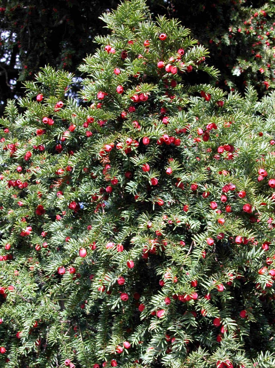 Тисс ягодный (Taxus baccata