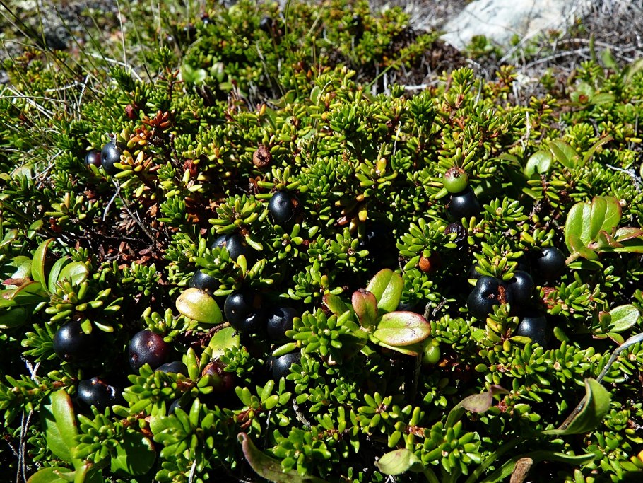 Сабельник болотный