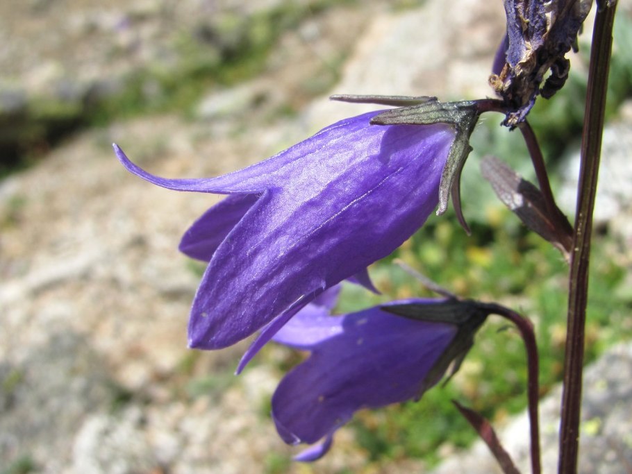 Род Campanula