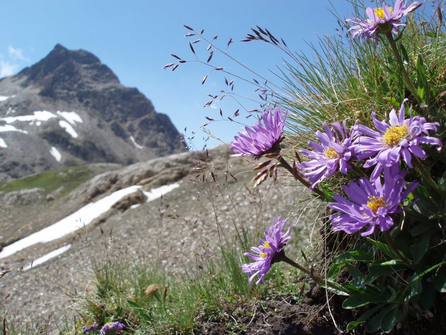 Альпийская Астра Кавказская