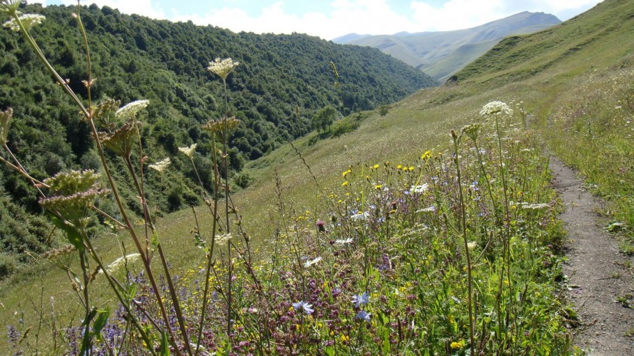 Растения высокогорного Дагестана