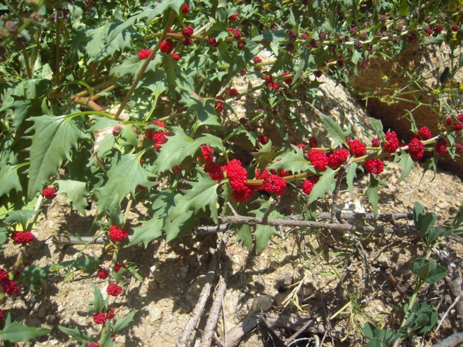 Мать-и-мачеха обыкновенная