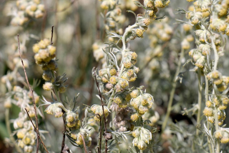 Растения травянистые горного Алтая