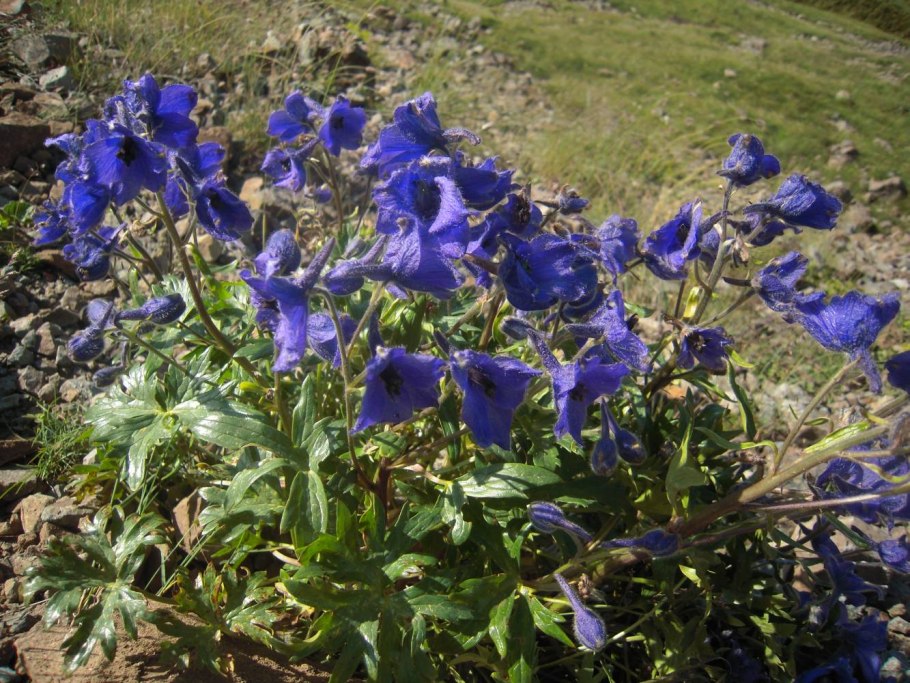 Прангос феруловидный