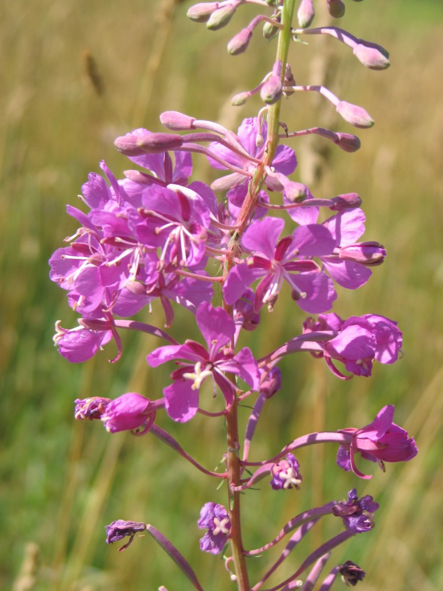 Известная трава в России