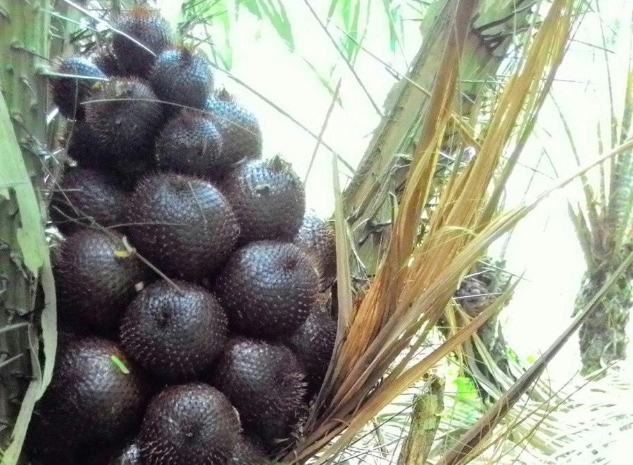 Тропический фрукт Салак