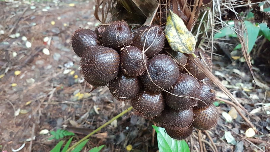 Салак косточки