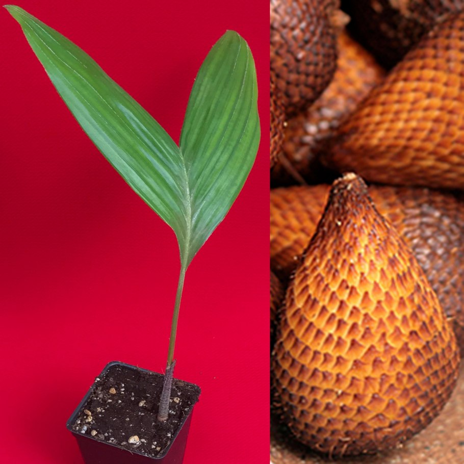 Салак, Таиланд, 100г