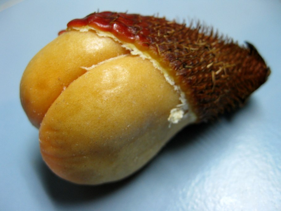 Салак дерево