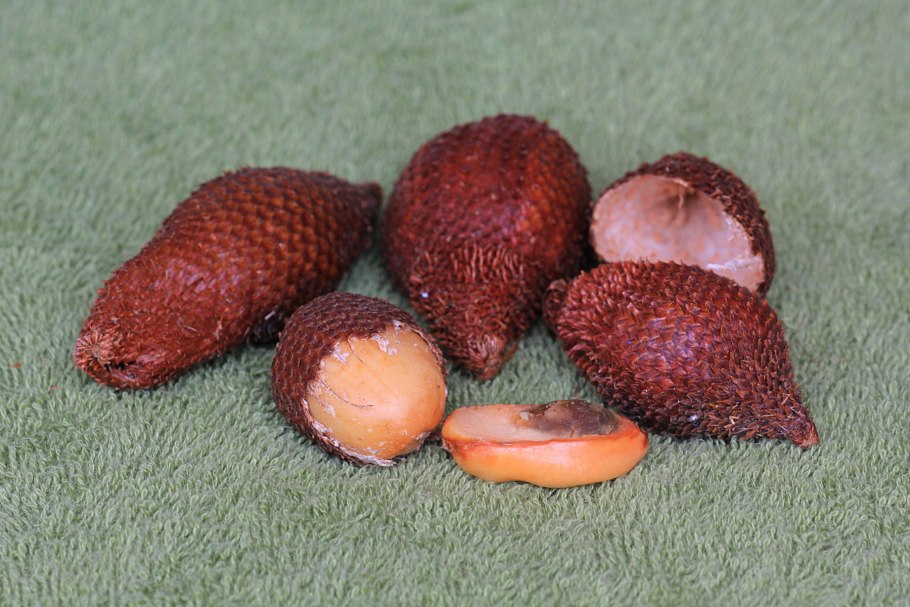 Сала (Салак, ракум, змеиный фрукт