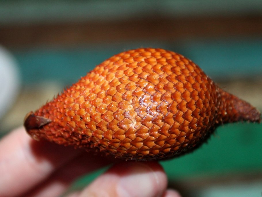 Сала (Салак, ракум, змеиный фрукт, Snake Fruit, sala)