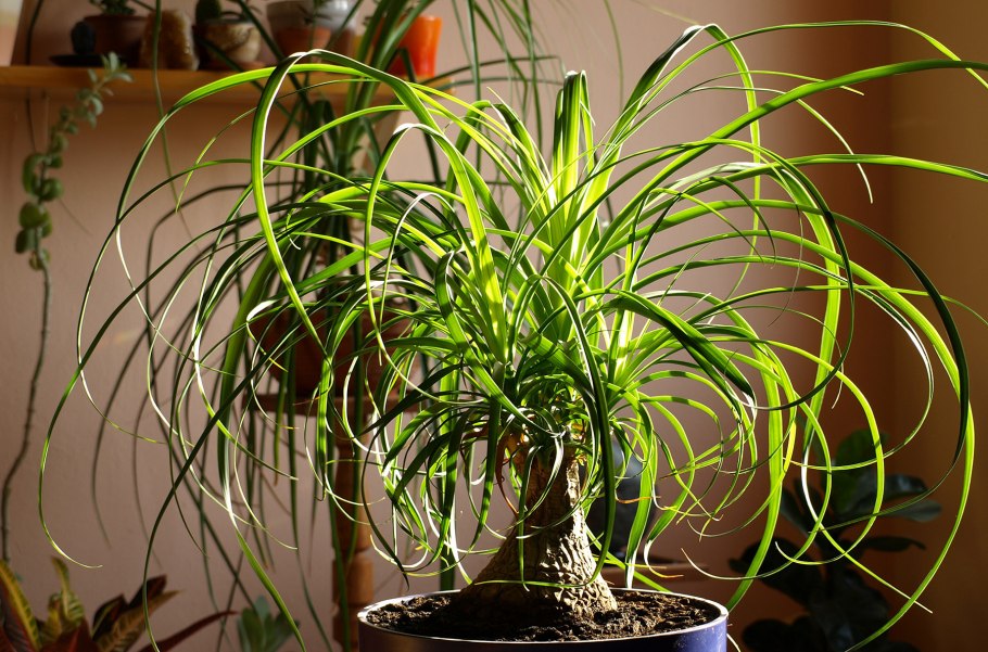 Цветок Тилландсия Флабеллата