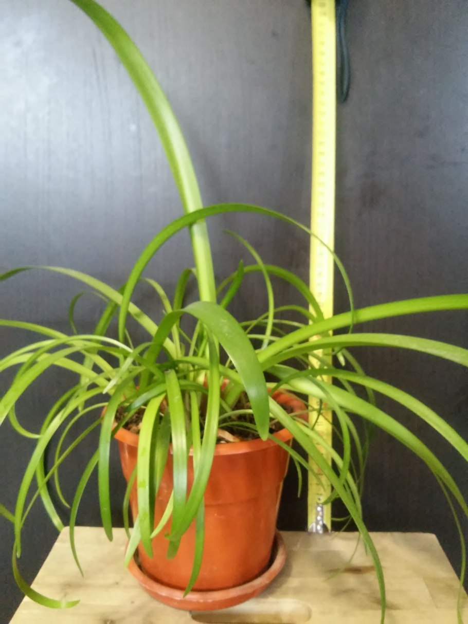 Кливия цветы, листья