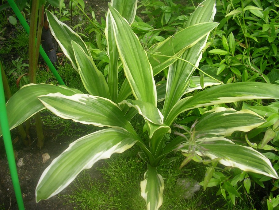 Растение с длинными листьями