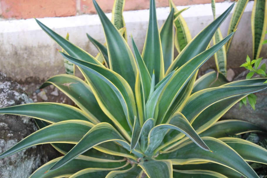 Юкка Драцена панданус