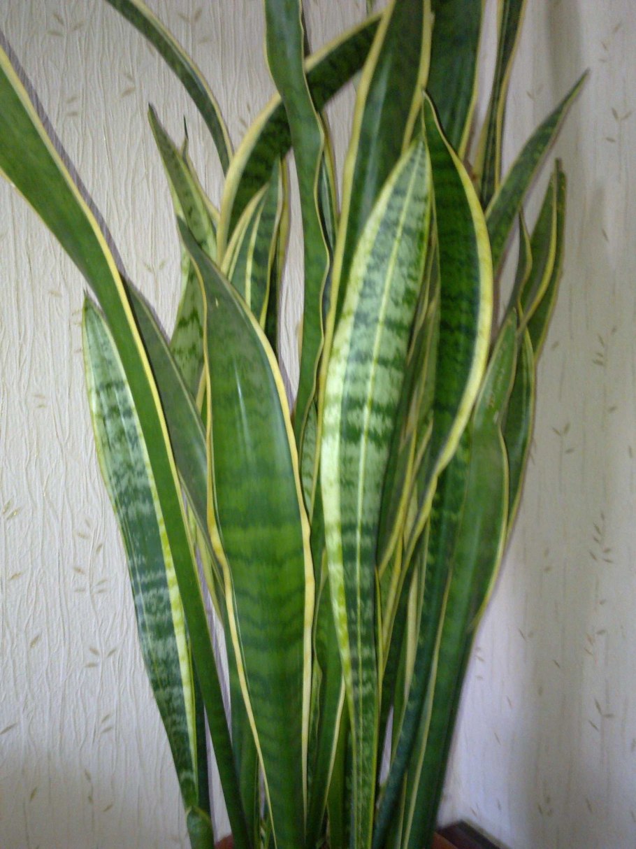 Хлорофитум Вариегата