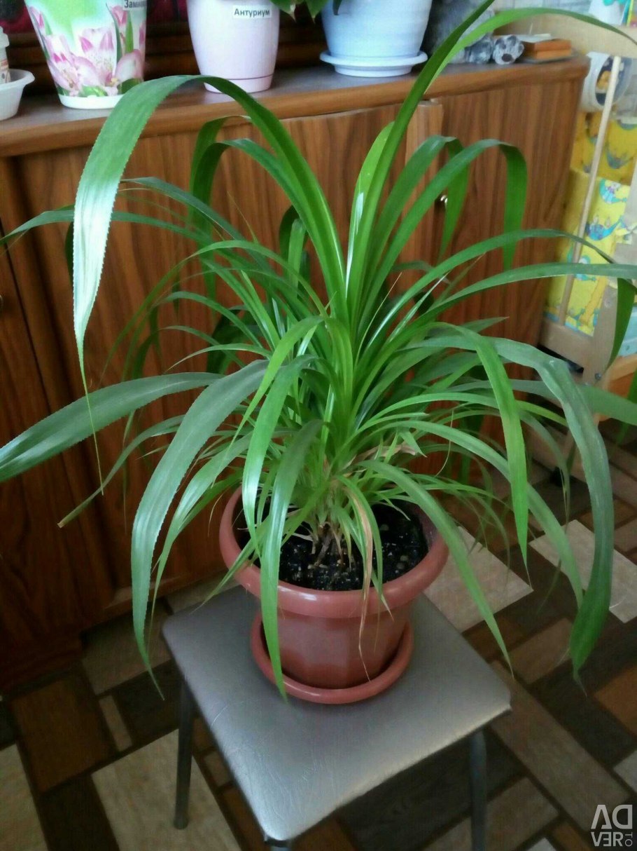 Хлорофитум Рео