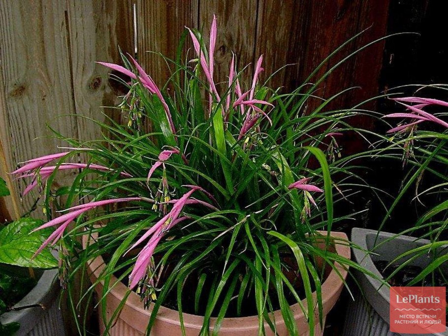 Гехтия техасская