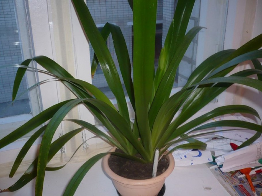 Хлорофитум хохлатый vittatum