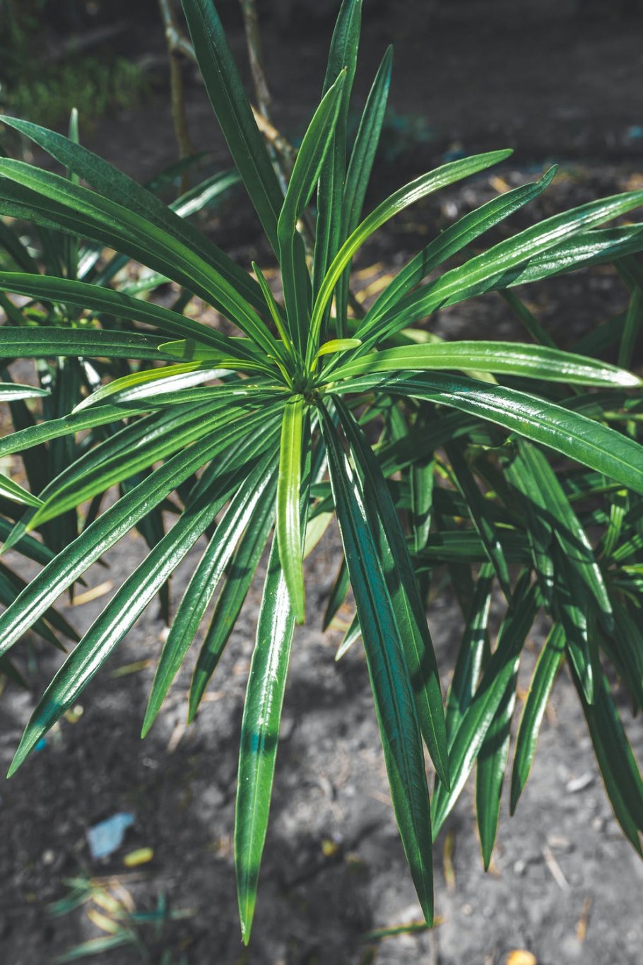 Циперус вариегатный