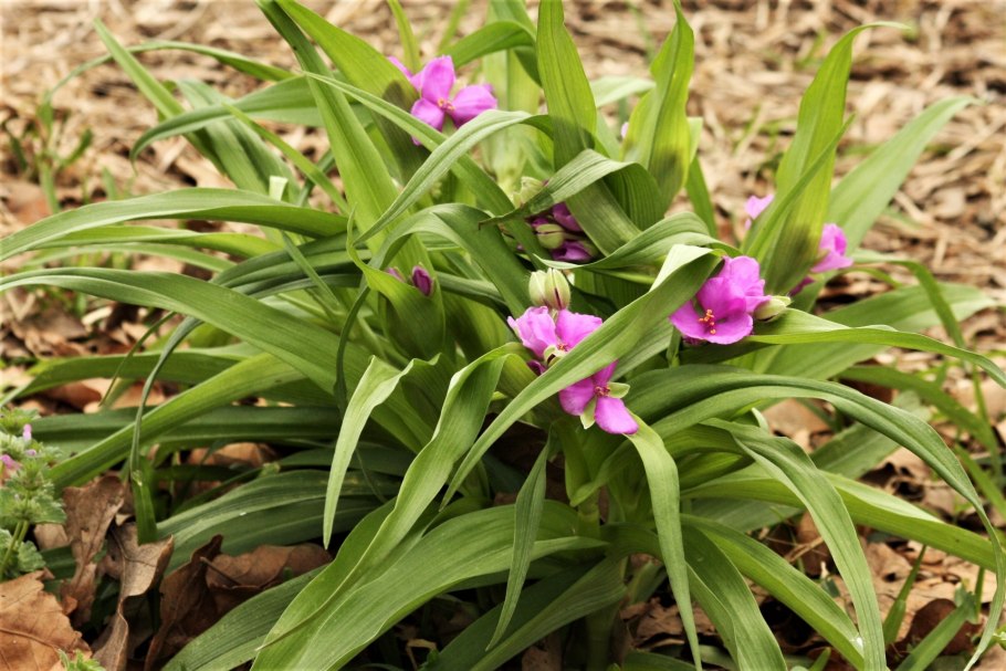 Аспидистра спатифиллум