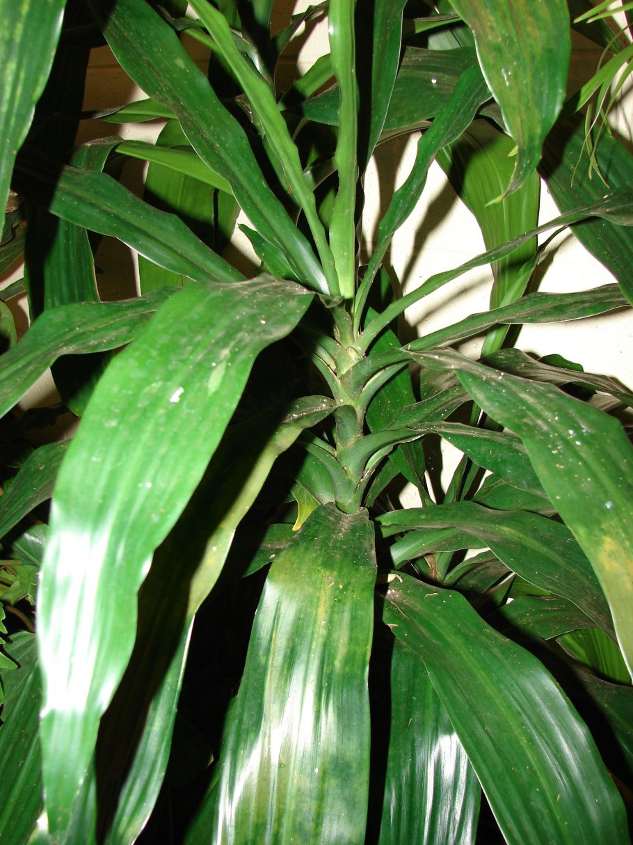 Аспидистра спатифиллум