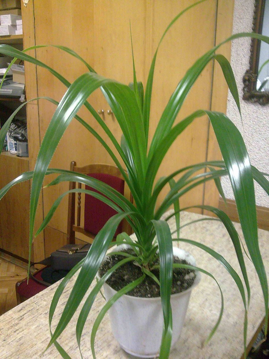 Бильбергия зебровидная