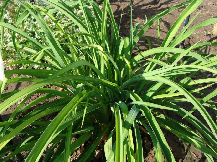 Цветы с длинными листьями уличные