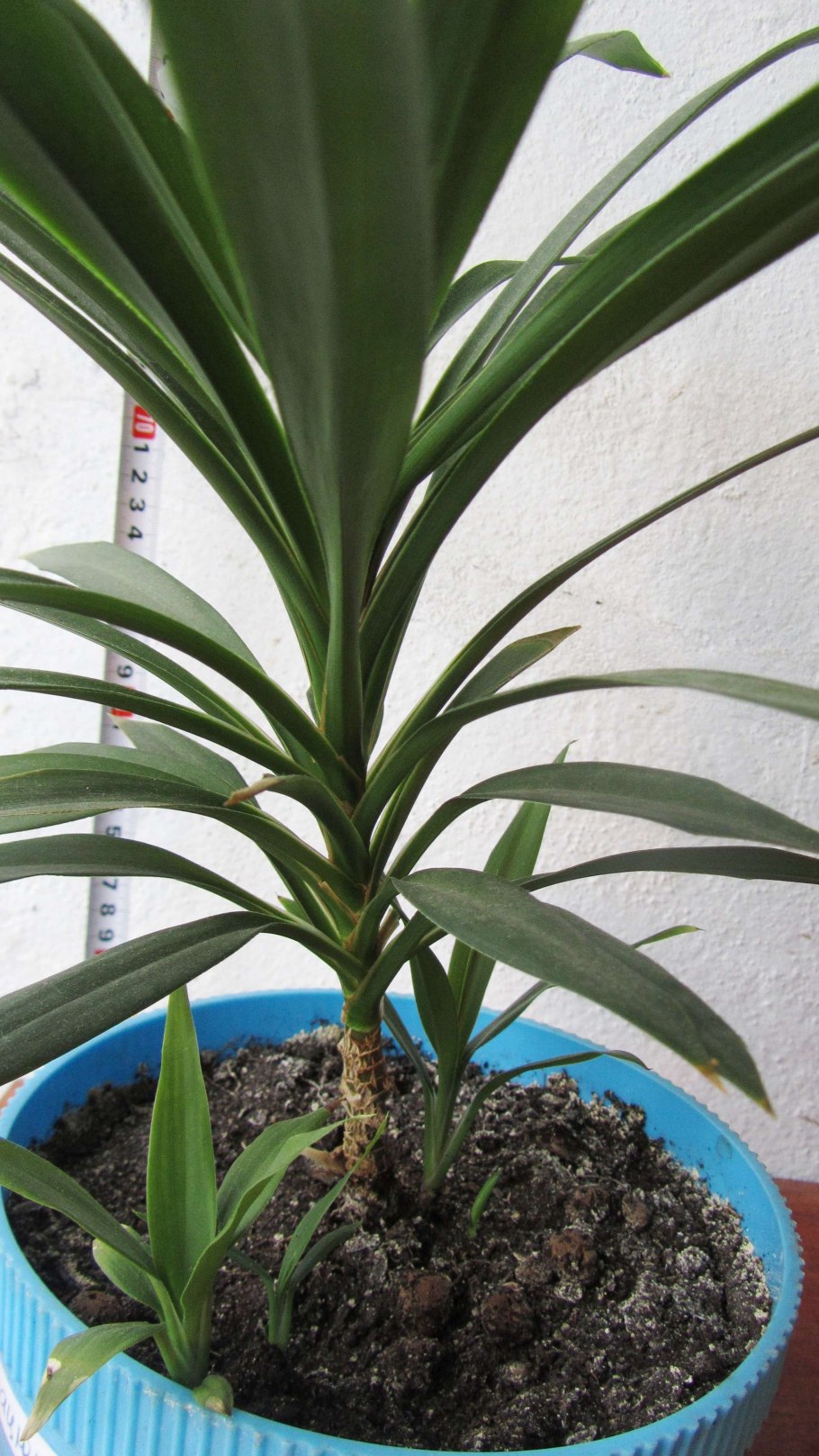 Цветок с жесткими длинными листьями