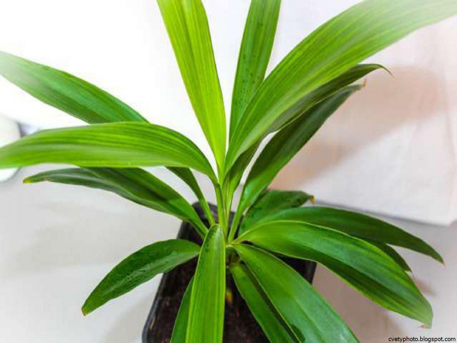 Кордилина Пальма зеленая