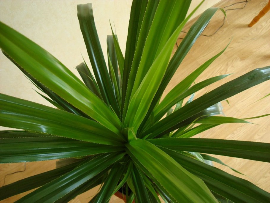 Длинные зеленые листья