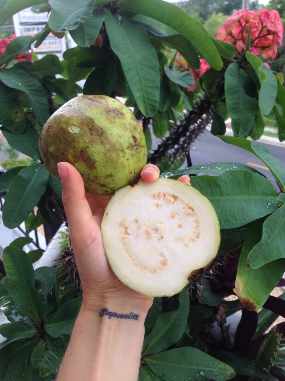 Гуава фрукт Доминикана