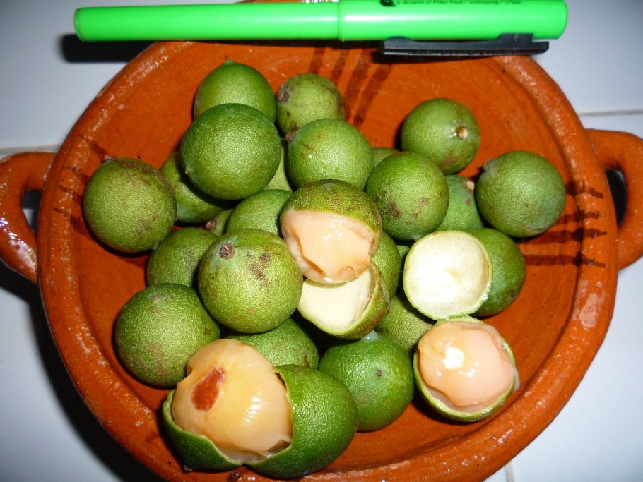 Плантация манго в Тайланде