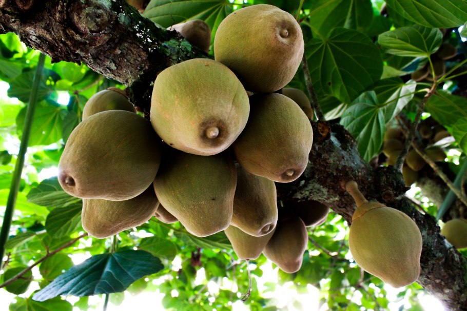 Манго в городе