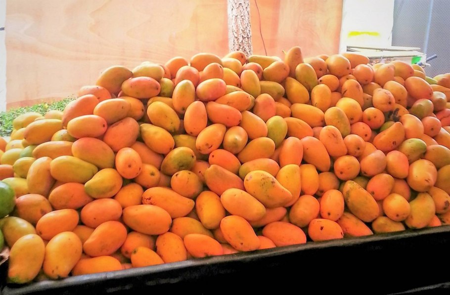 Манго, Доминикана