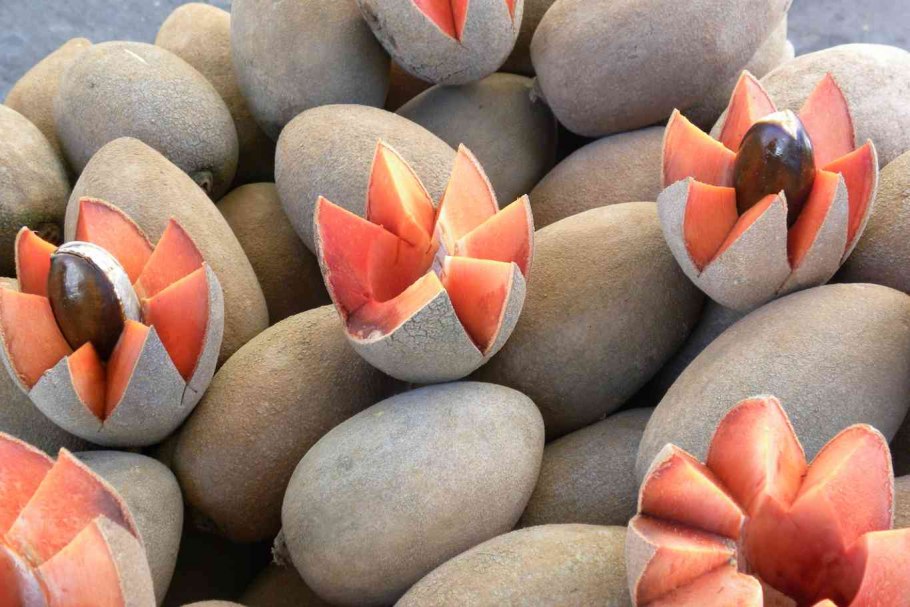 Корали фрукты