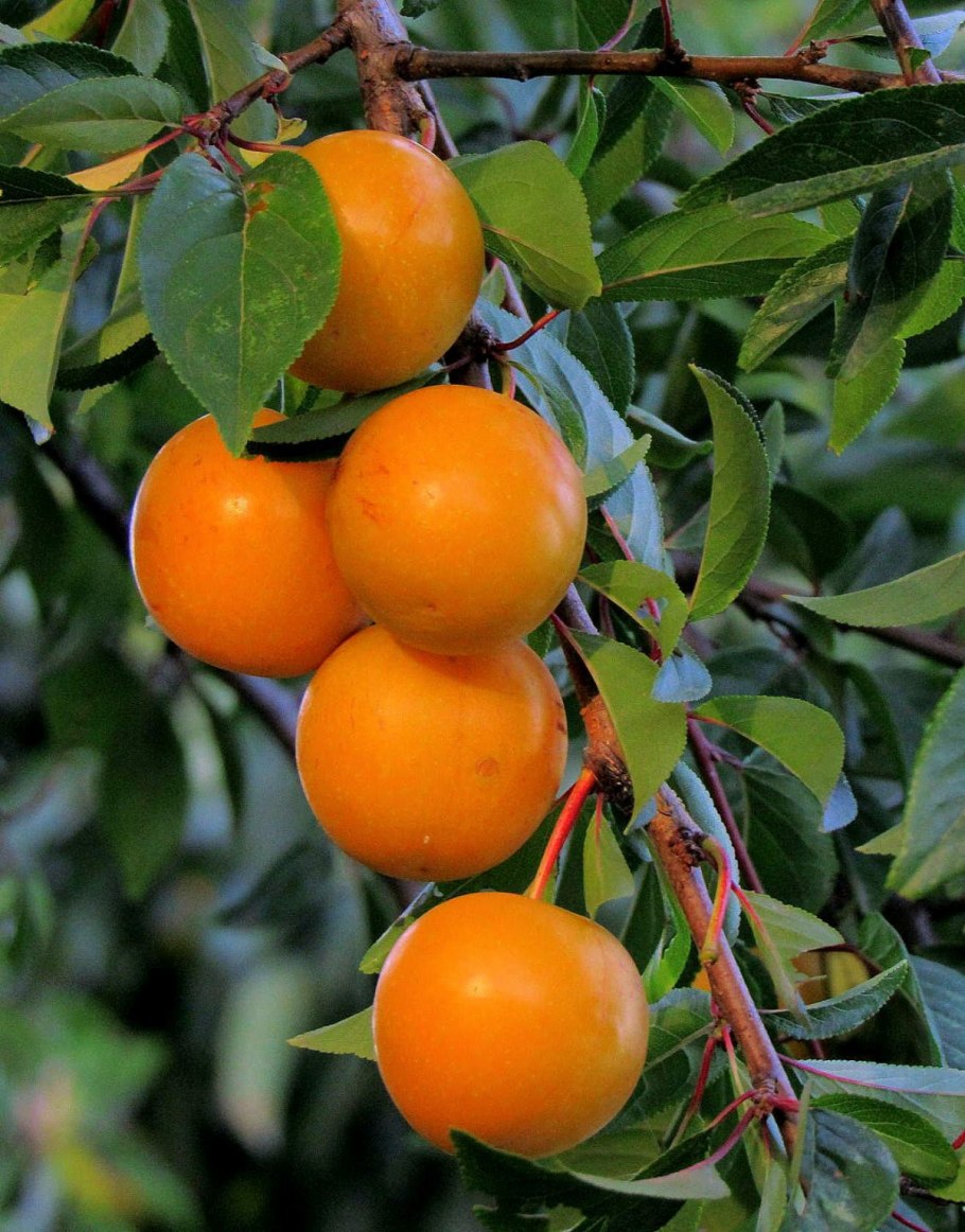 Алыча дудука