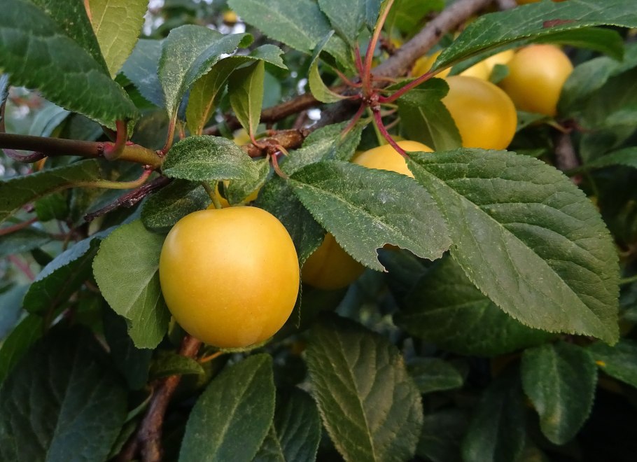 Японская алыча кустарник