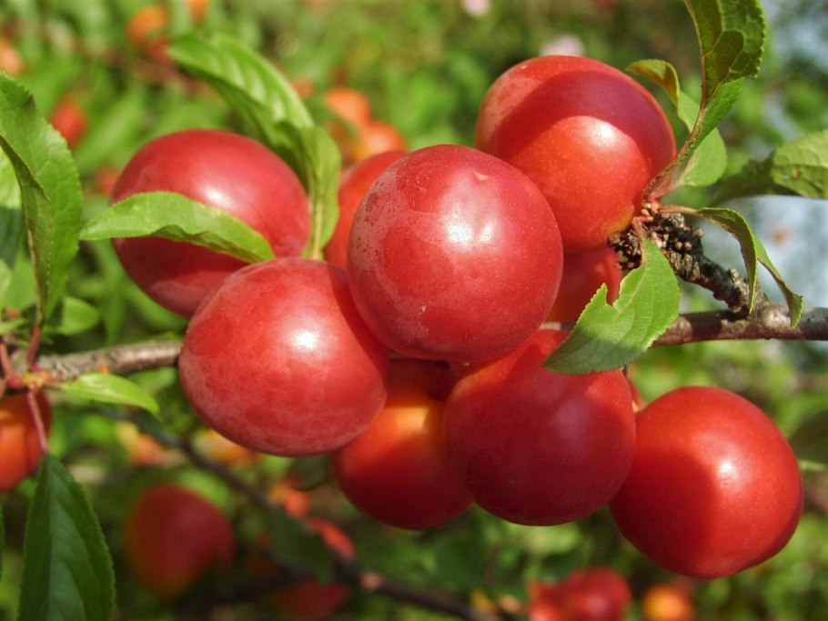 Слива китайская salicina
