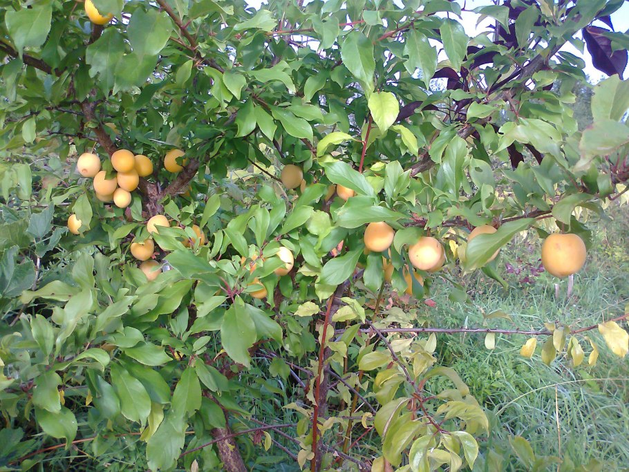 Подсемейство сливовые плод