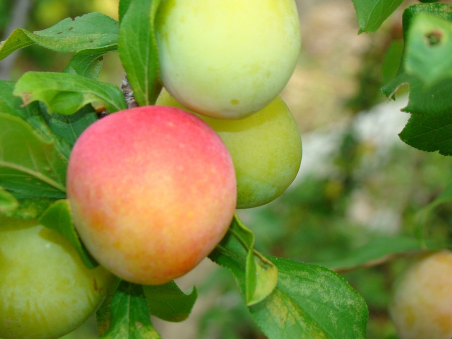 Алыча китайская декоративная