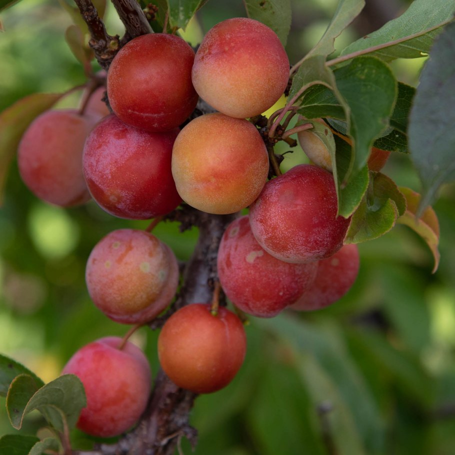 Слива дичка