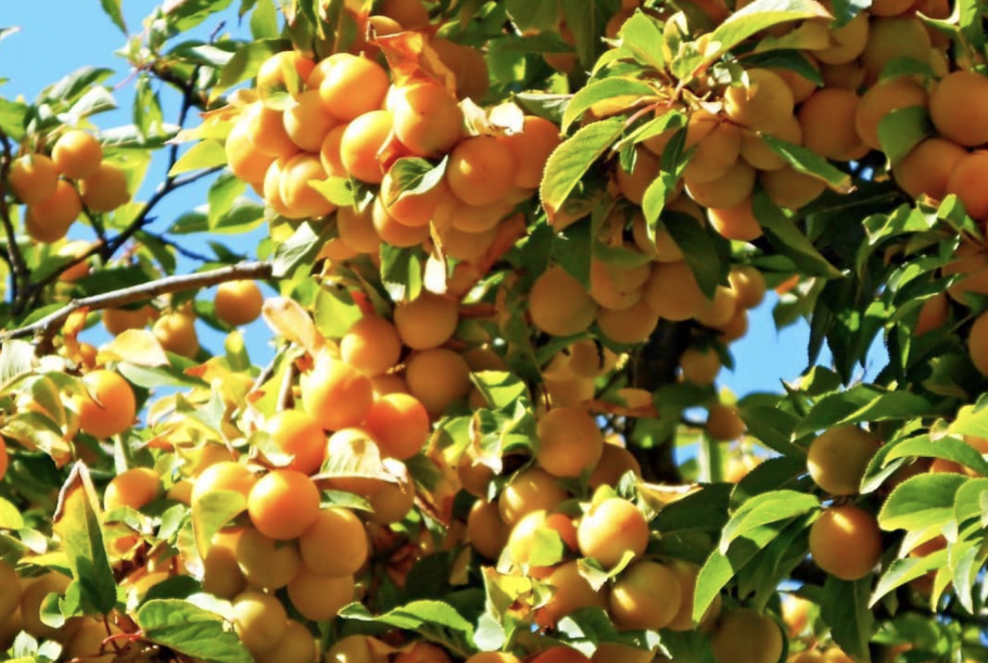 Слива Алтайская Юбилейная