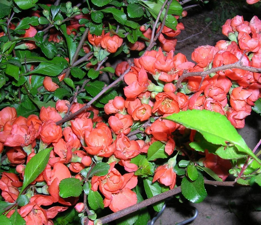 Слива Уральские зори