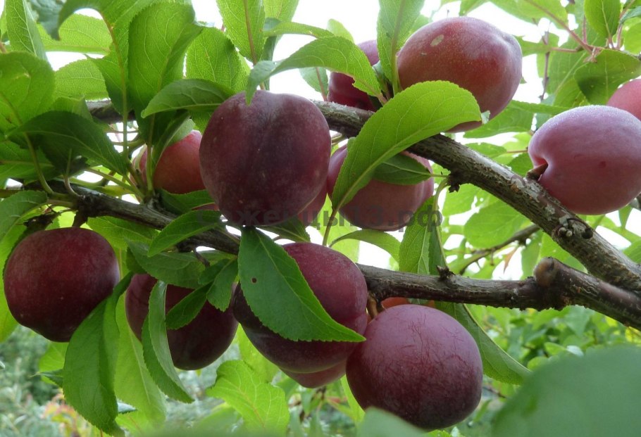 Омская ночка сливово-вишневый гибрид